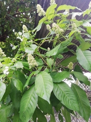 Palicourea hebeclada