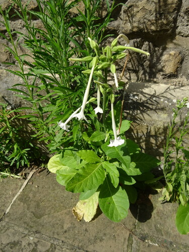 Nicotiana sylvestris