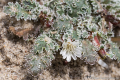 Glyptopleura marginata