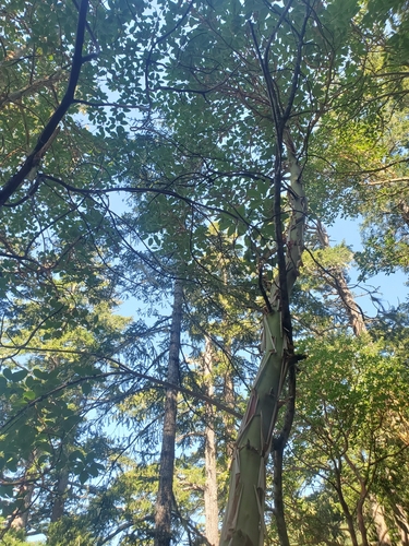 Arbutus menziesii