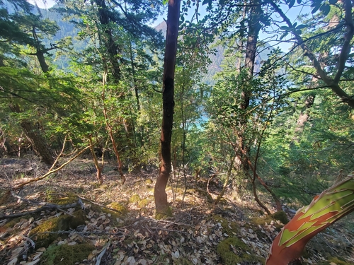 Arbutus menziesii