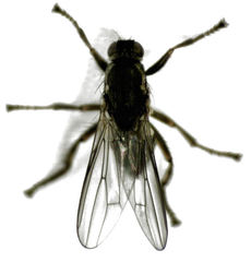 Coelopidae