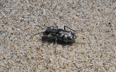 Cicindela latesignata