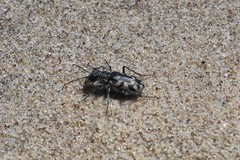 Cicindela latesignata
