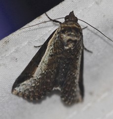 Lophoptera vittigera