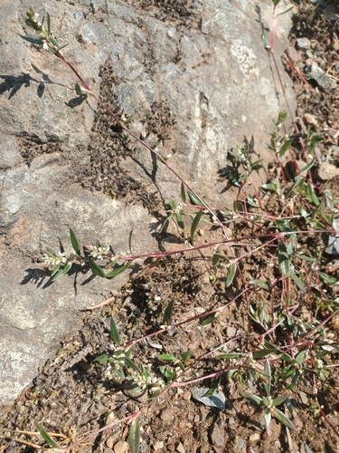 Nuttall's Knotweed (Polygonum nuttallii)