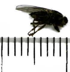 Coelopidae