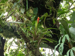 Guzmania donnellsmithii, photograph Jason Alexander, CC BY, iNaturalist via GBIF