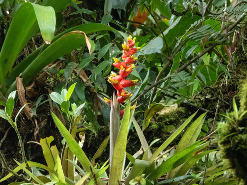 Guzmania donnellsmithii
