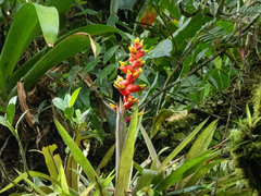 Guzmania donnellsmithii