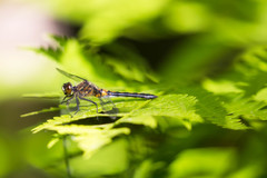 Leucorrhinia proxima