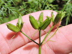 Trepocarpus aethusae