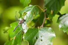 Leucorrhinia proxima