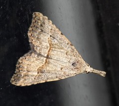 Trigonistis asthenopa