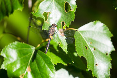 Leucorrhinia proxima