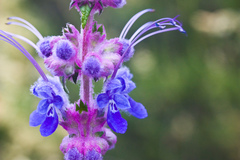 Trichostema lanatum