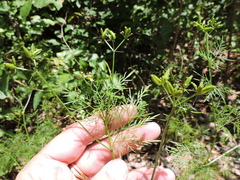 Trepocarpus aethusae