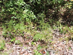 Trepocarpus aethusae