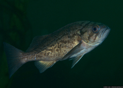 Sebastes mystinus