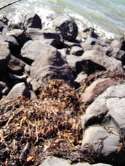 Coelopidae