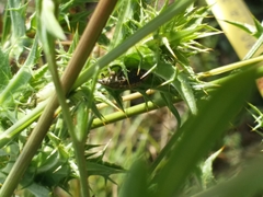 Curculionidae