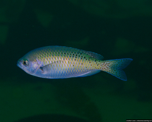 Blacksmith Chromis