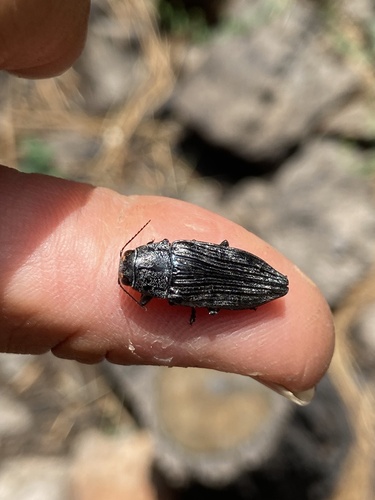 iNaturalist observation photo of Pink-faced jewel beetle