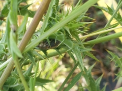 Curculionidae