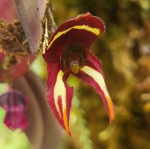 The Caruncle Bearing Lepanthes