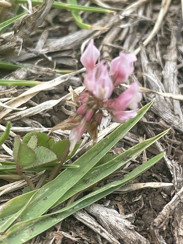 Trifolium repens observed 2024-08-02