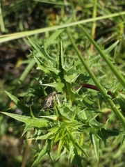 Curculionidae