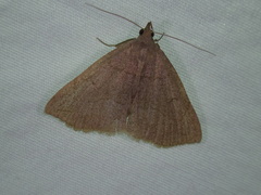 Zanclognatha pedipilalis