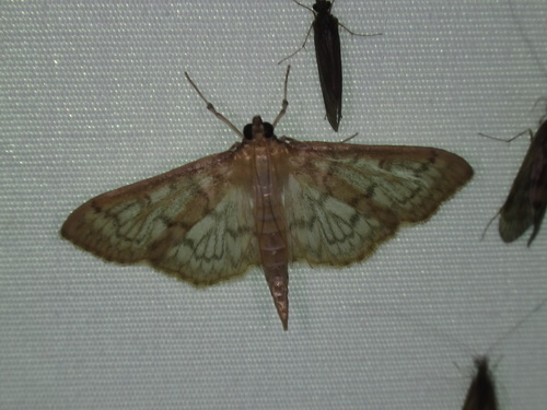 Zigzag Herpetogramma Moth photo 5