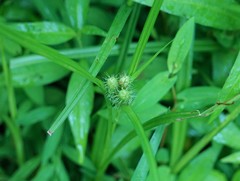 Carex frankii