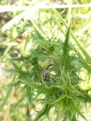 Curculionidae