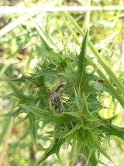 Curculionidae