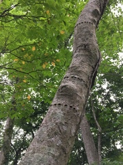 Asimina triloba