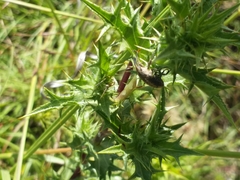 Curculionidae