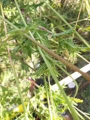 Curculionidae