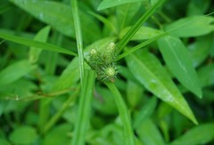 Carex frankii