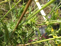 Curculionidae
