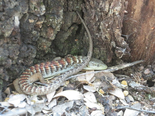 iNaturalist observation photo of Southern Alligator Lizard