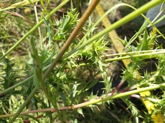 Curculionidae