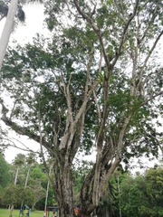 Peltophorum pterocarpum