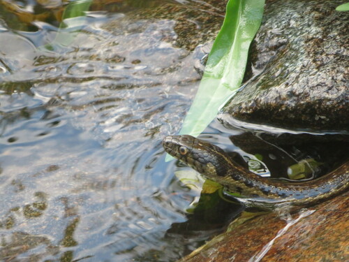 iNaturalist observation photo of Sierra Garter Snake