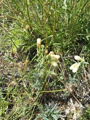 Angiospermae