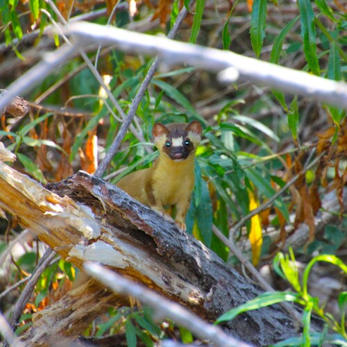 iNaturalist observation photo of Long-tailed Weasel