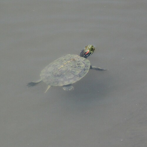 iNaturalist observation photo of Red-eared Slider