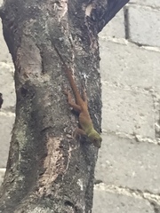 Anolis ignigularis
