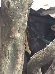 Anolis ignigularis